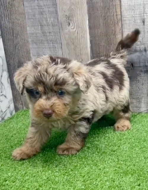 merle mini labradoodle puppy walking on artificial grass